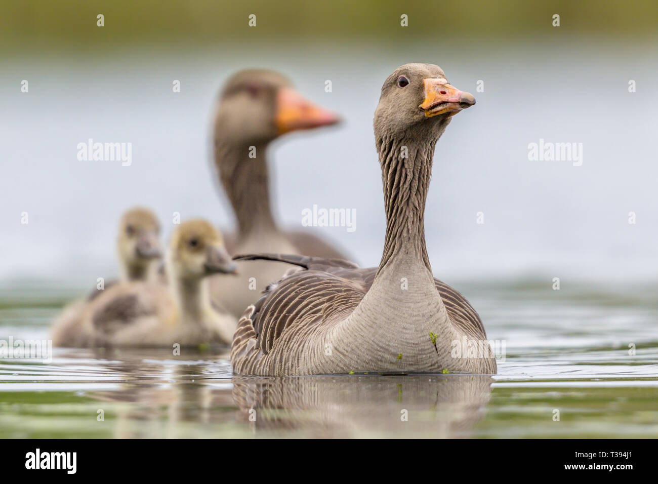 Greylag goose (Anser anser) bird family with male female and chicks in