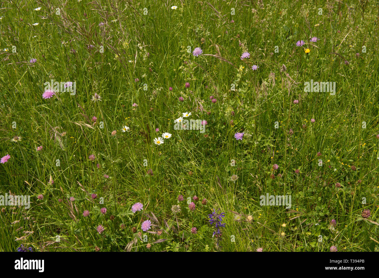 Flowers in the field Stock Photo