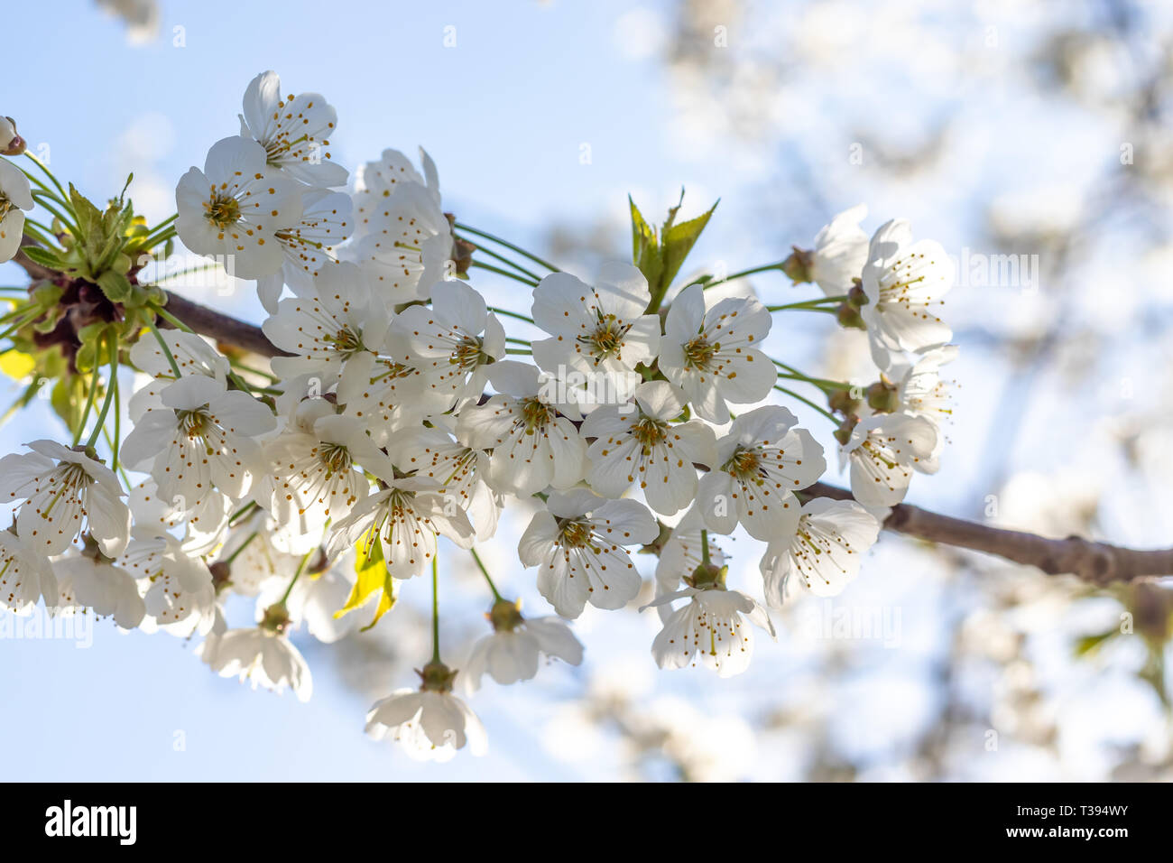 White cherry blossom closeup Stock Photo
