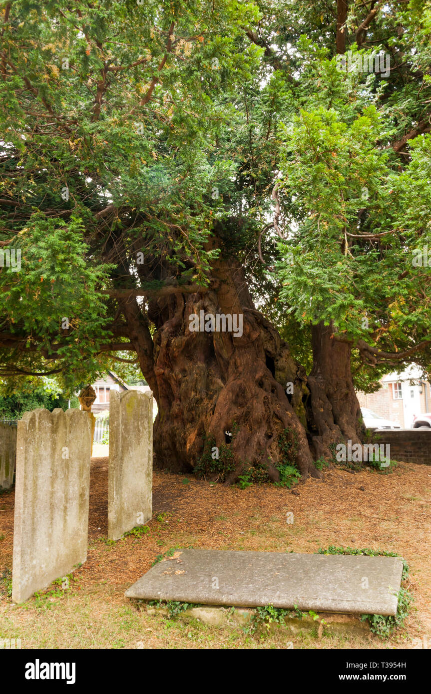 The Yew tree in the churchyard of St Mary's church in Downe is believed to be over 1700 years old. Stock Photo