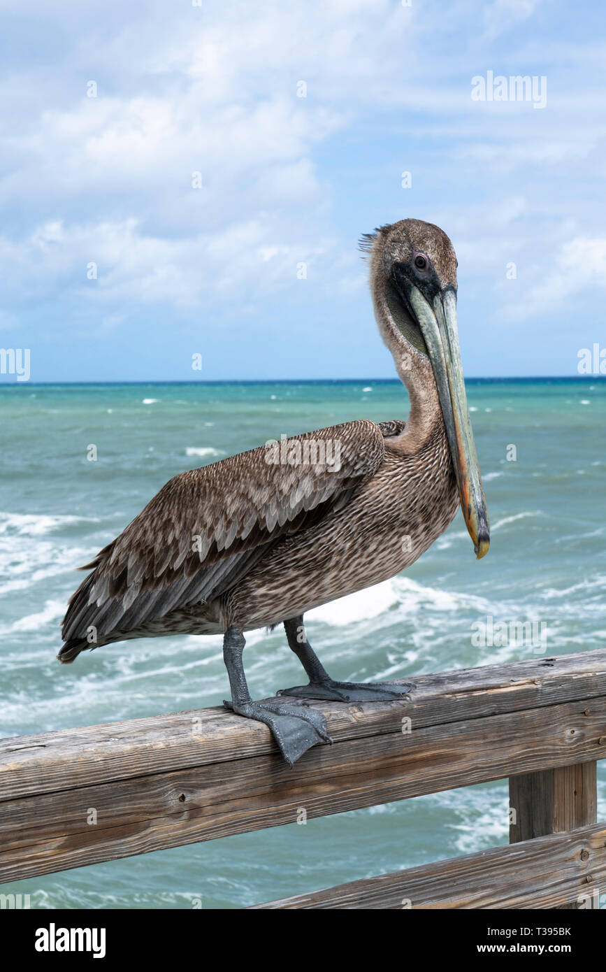 Brown Pelican perched on a fishing pier in Florida USA  hoping for a handout Stock Photo