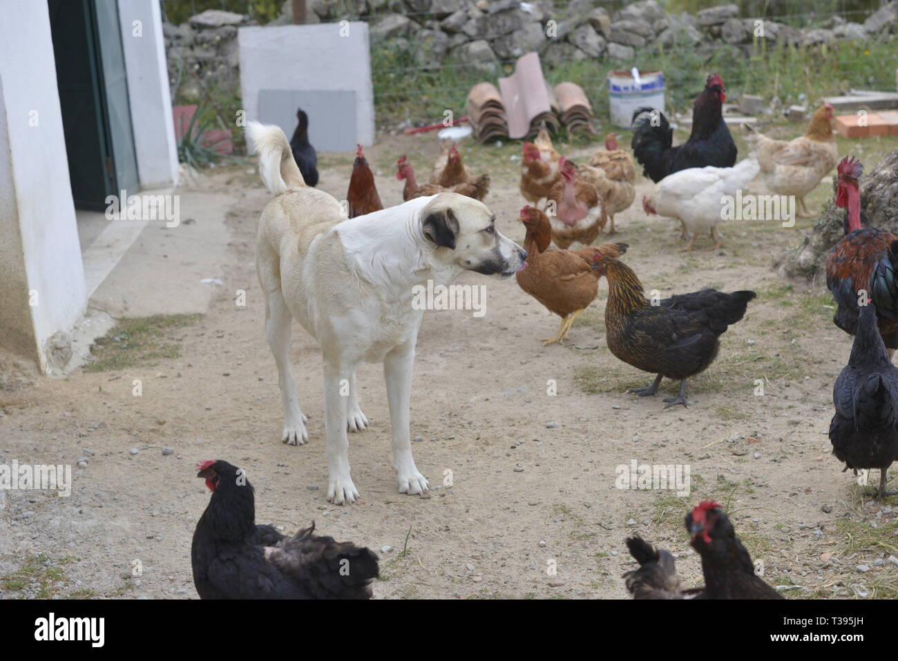 A Rafeiro Alentejano, a typical dog from the Alentejo region, south of Portugal, surrounded by chickens Stock Photo