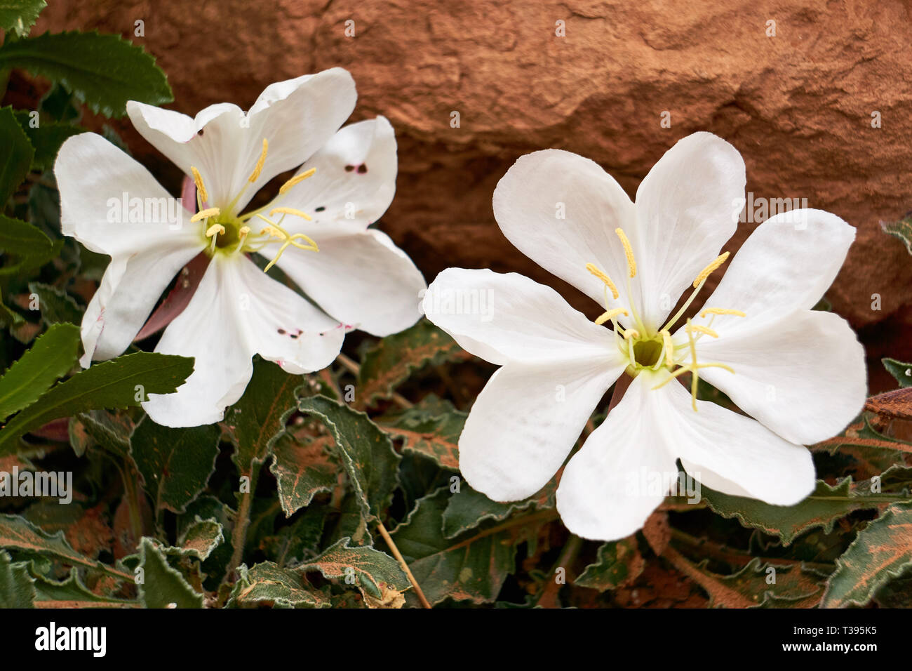 The white desert flower, Onagraceae Oenothera caespitosa, grows in the