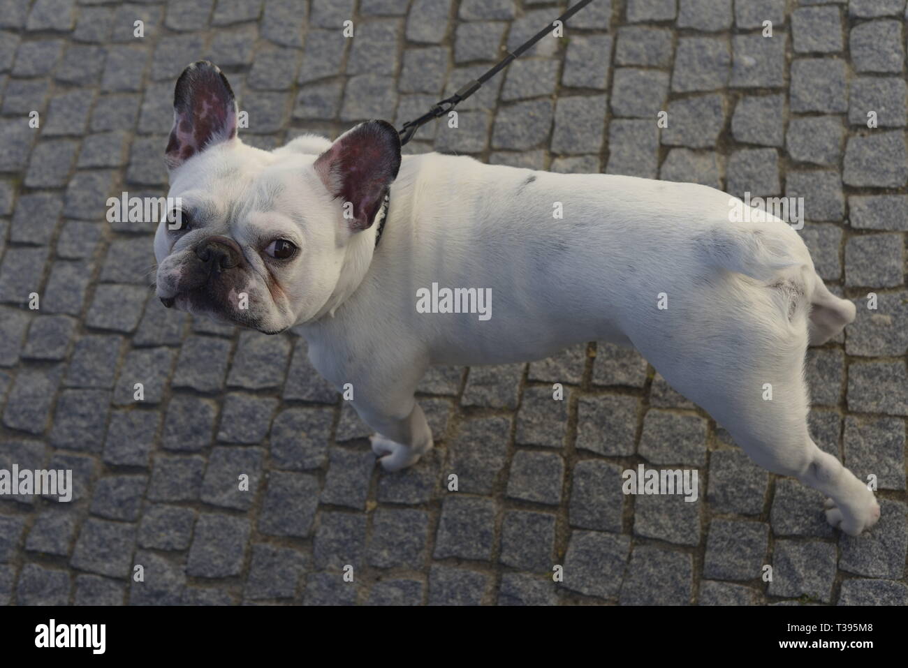 white french bulldog Stock Photo