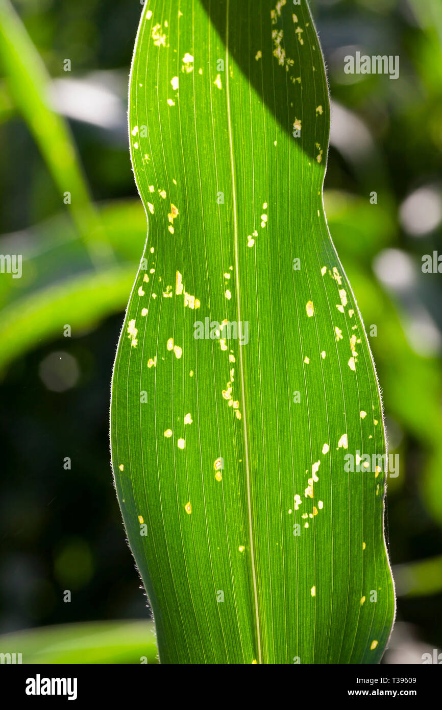sick spots are stained corn leaves on an agricultural field Stock Photo