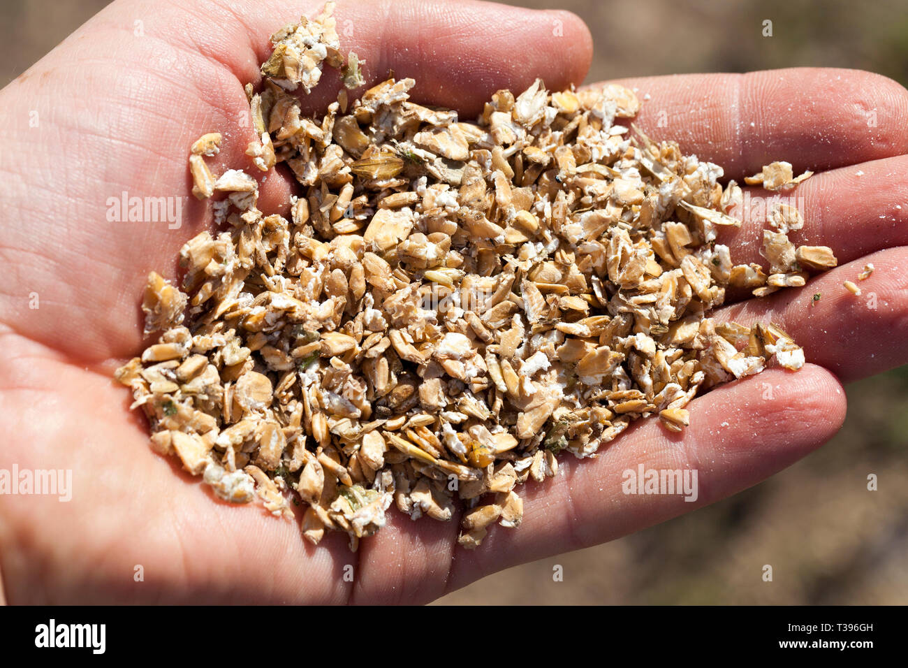 Cattle feed pressed flattened oats, close up Stock Photo Alamy