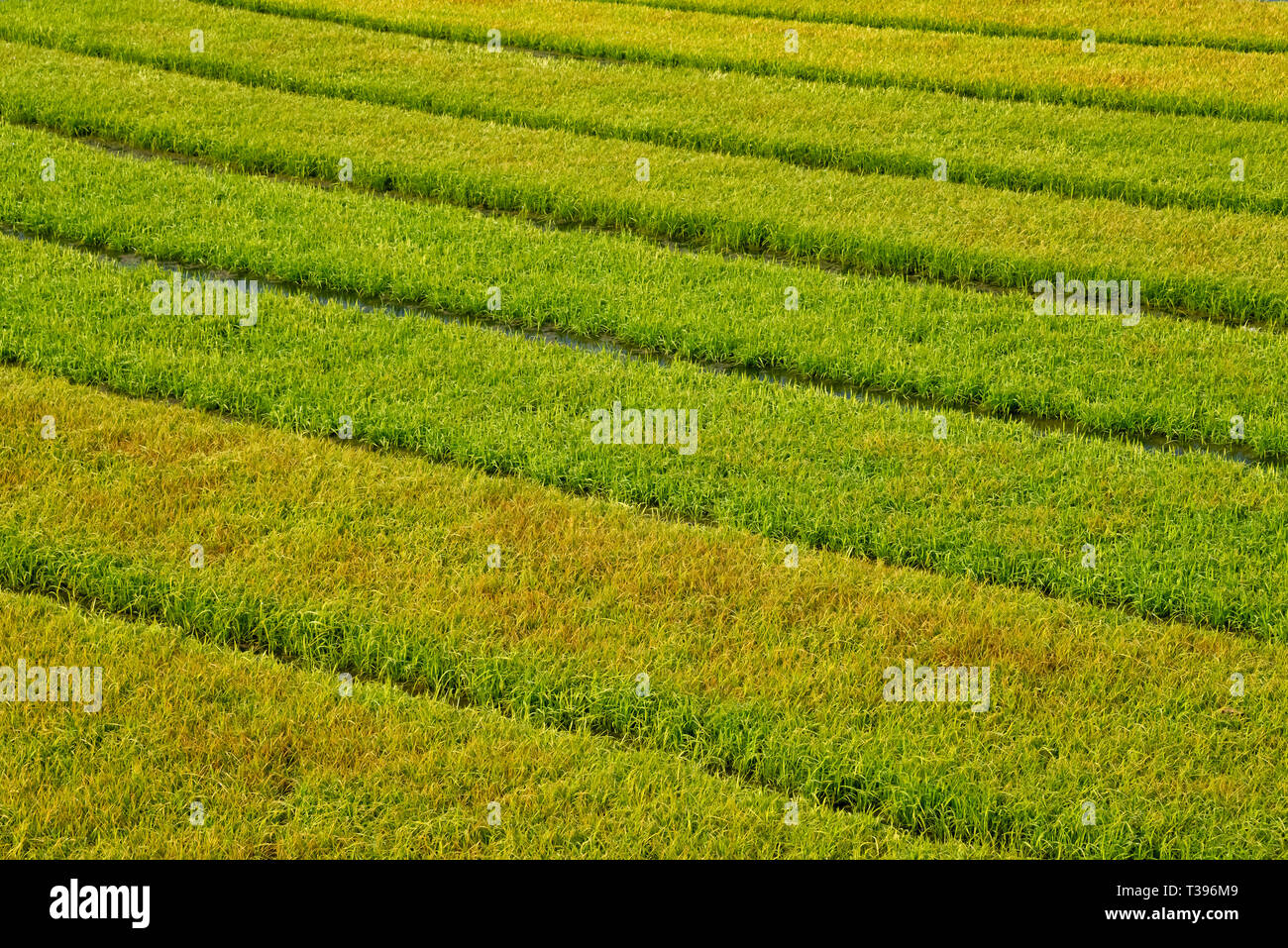 Golden rice paddy, Khulna Division, Bangladesh Stock Photo