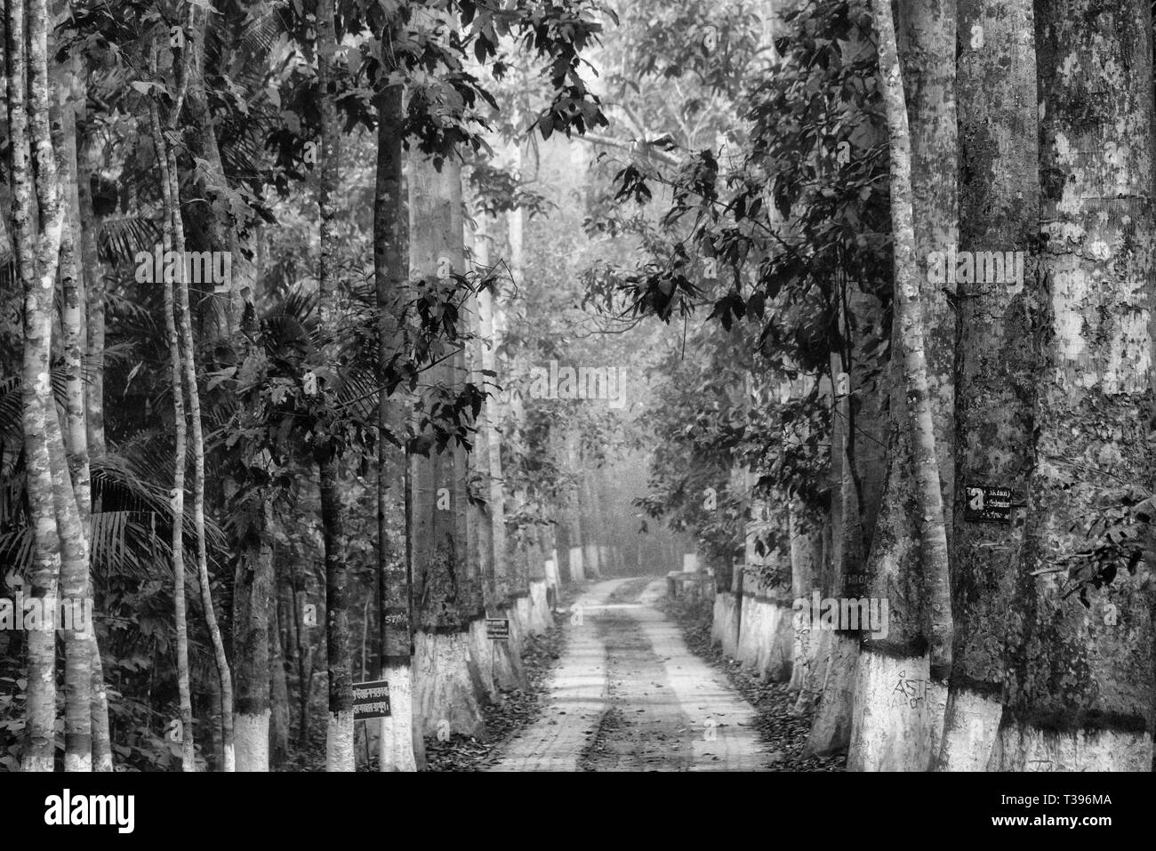 Forest in Lawachara National Park, Sylhet Division, Bangladesh Stock Photo
