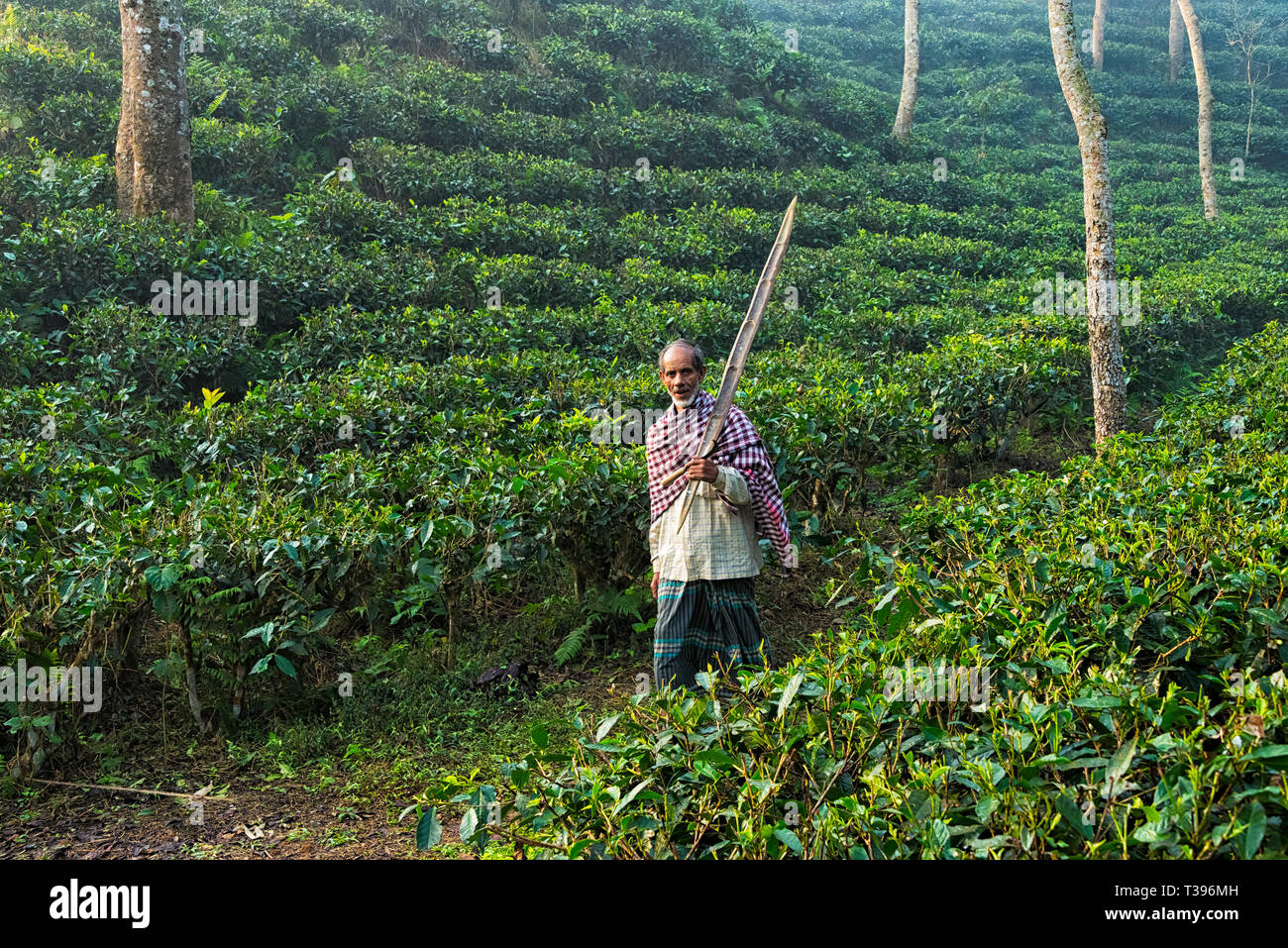 Farmer in the Tea gardens of Srimangal, Sylhet Division, Bangladesh Stock Photo