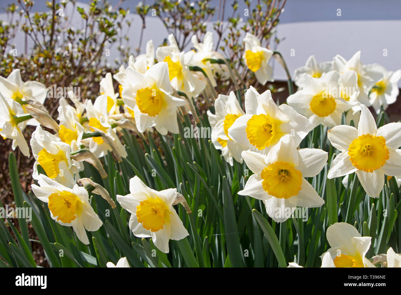 Daffodils in Spring Stock Photo - Alamy