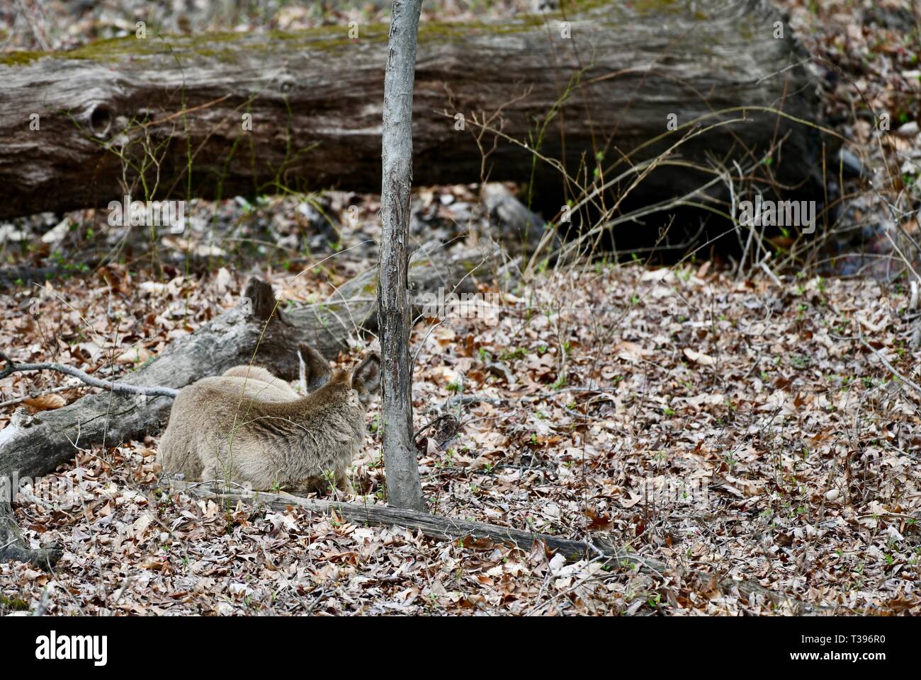 Deer bedded down in wilderness hires stock photography and images Alamy