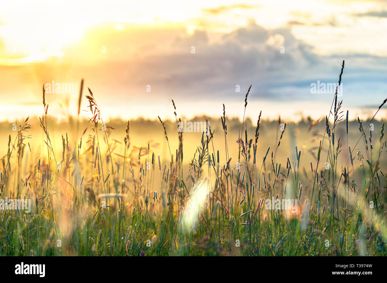 High Grass Glowing in Sunbeams on a Summer Morning with Cloudy Sky and Trees down The Hill. Inspiring, Positive Attitude, New Day Concept Stock Photo