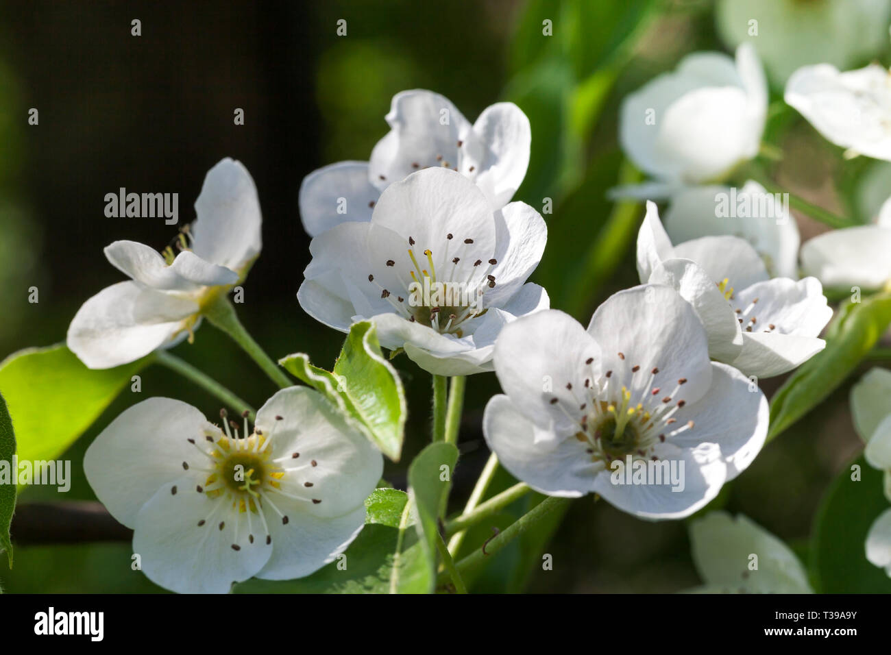 Beautiful large white flowers hi-res stock photography and images - Alamy