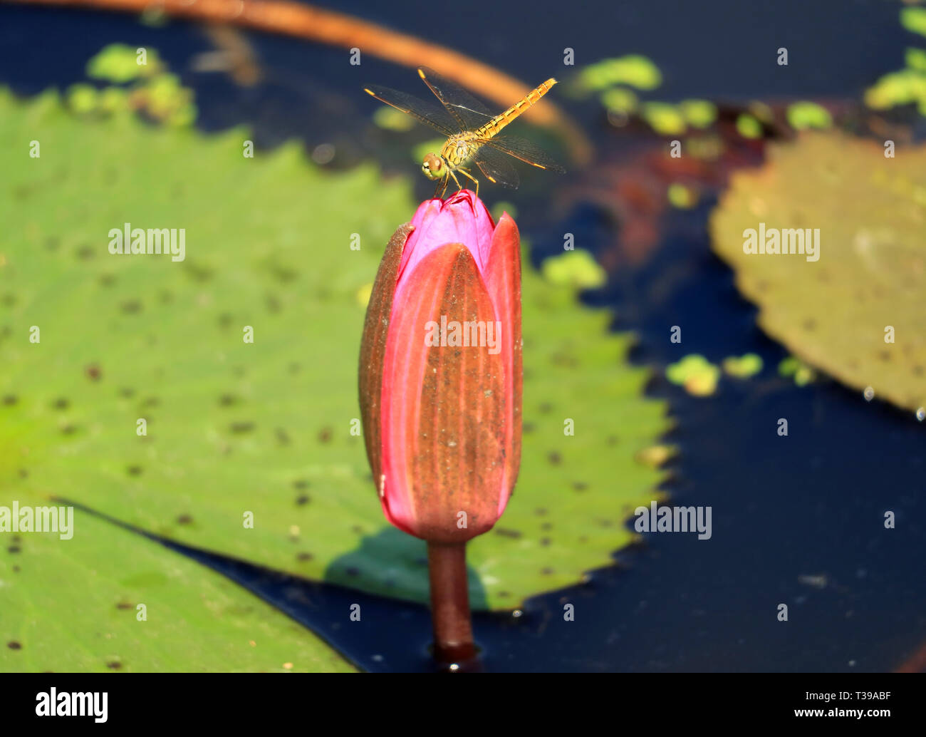 Closed Up a Dragonfly Resting on the Top of Vivid Pink Lotus Flower Bud ...