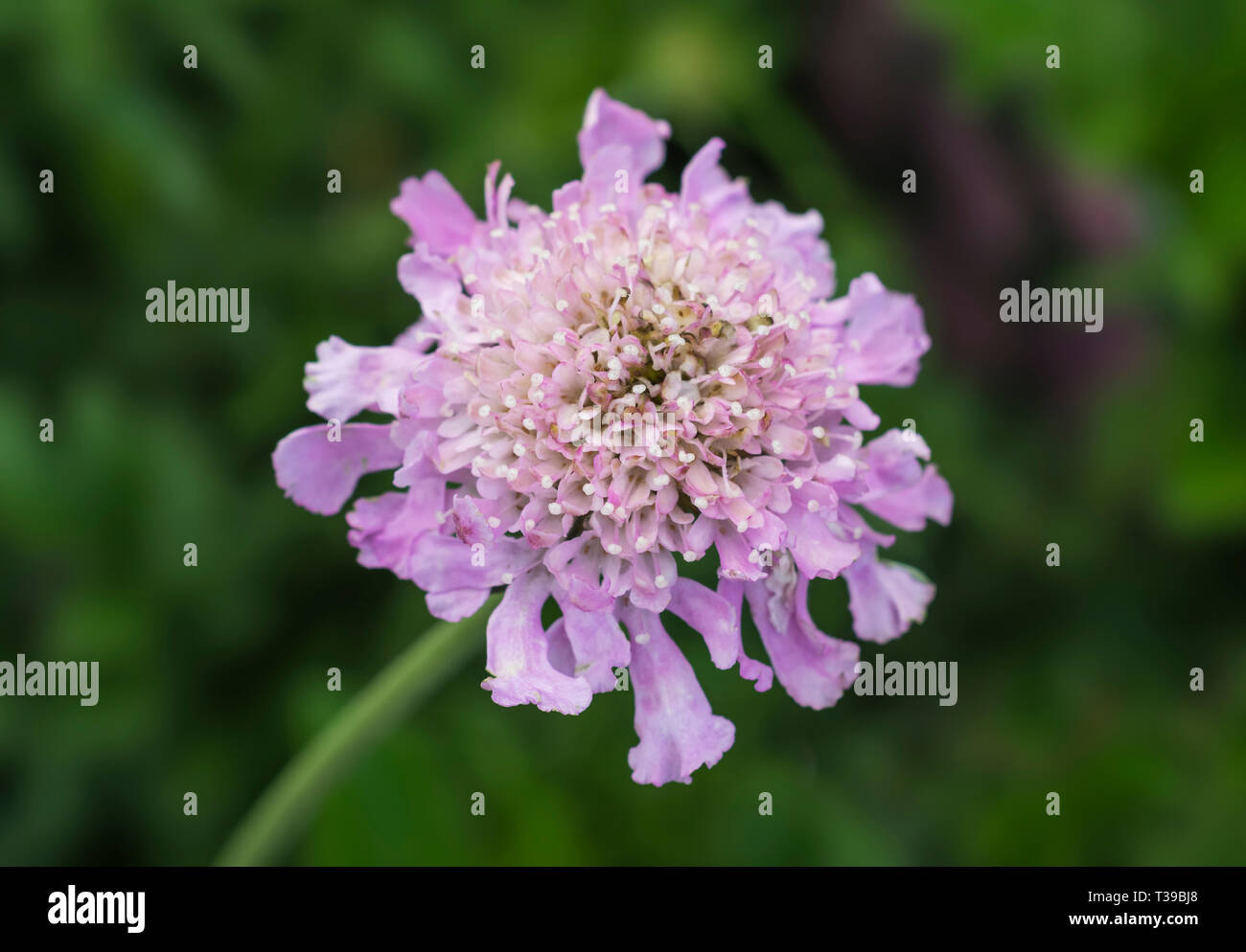 Single pink flower from a Scabious 'Pink Mist' (Walberton's variety), AKA Scabiosa 'Pink Mist' perennial plant in Spring in West Sussex, UK. Stock Photo