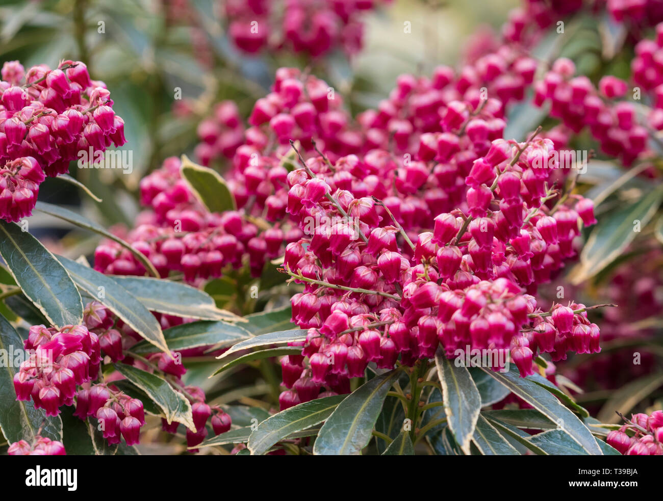 Pieris japonica 'Polar Passion' (Japanese andromeda, Japanese pieris, Dwarf Lilly-of-the-Valley, Passion Frost) shrub in Spring in West Sussex, UK. Stock Photo