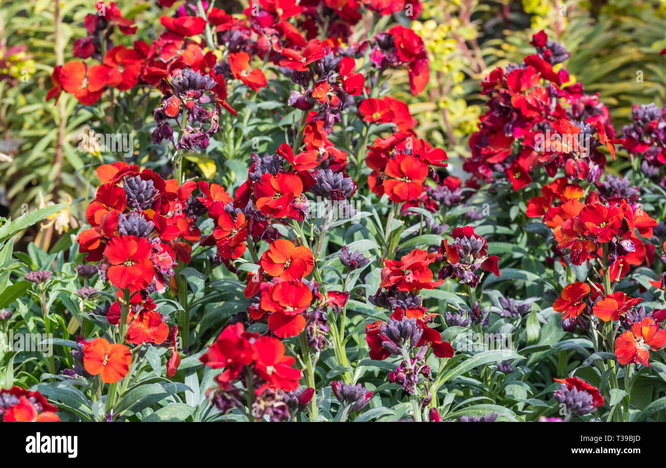 Red flowers from the Erysimum 'Winter Passion' plant flowering in Spring in West Sussex, UK. Stock Photo