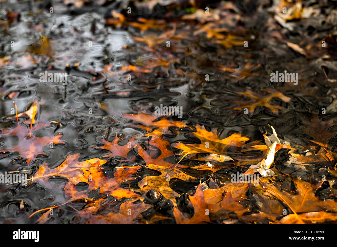 Dry leaf float water hi-res stock photography and images - Alamy