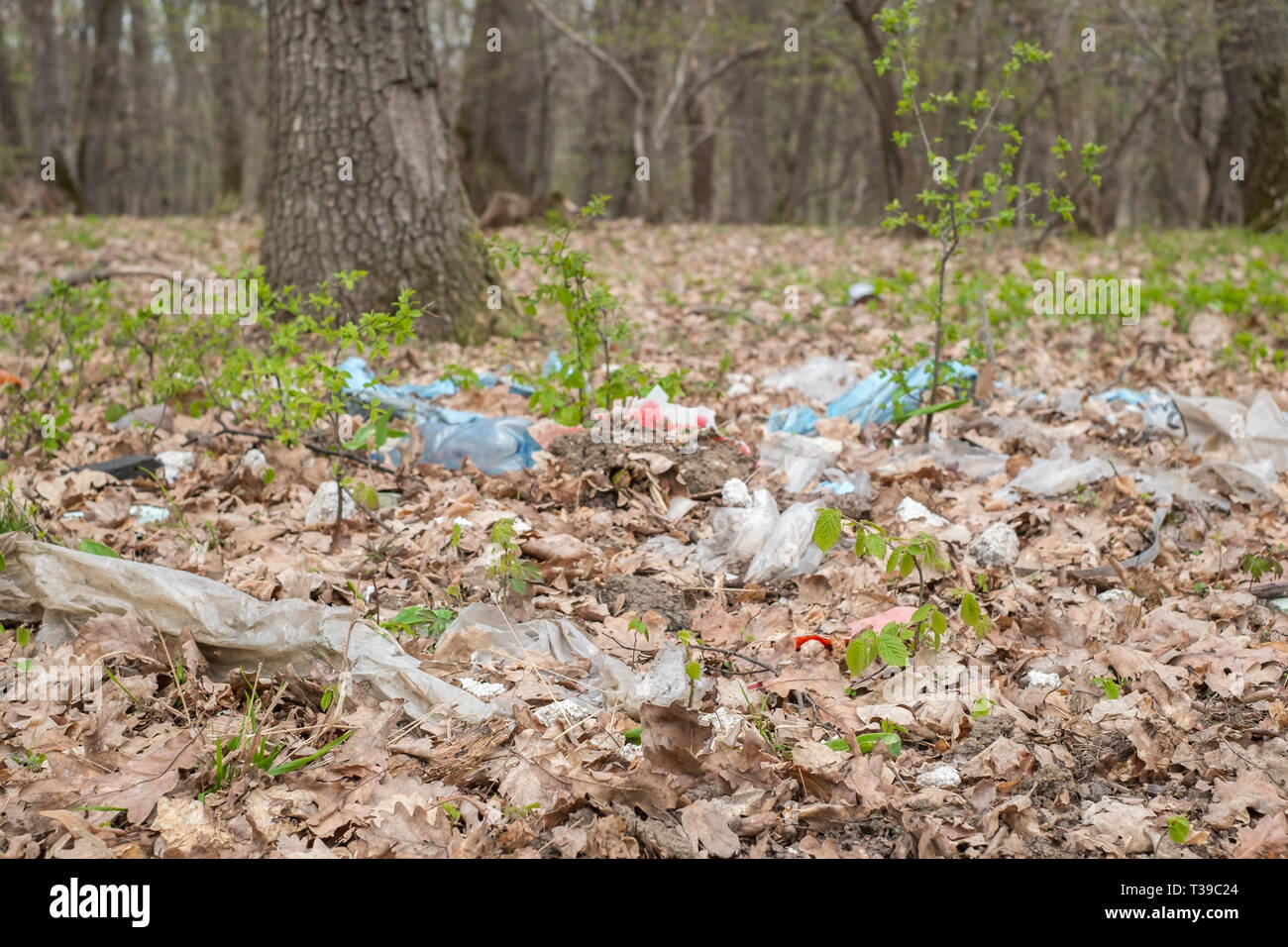 garbage in the forest among the spring shrubs Stock Photo Alamy