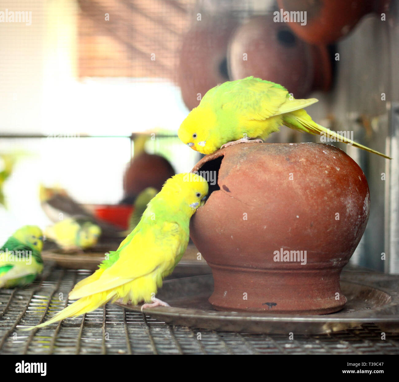 Pair of small colorful parrot Lovebirds Stock Photo