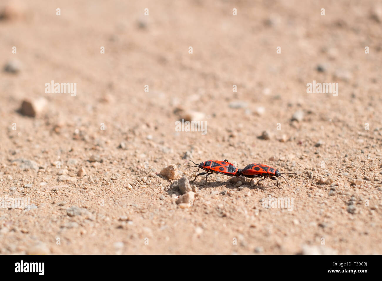 two firebug in a love affair Stock Photo