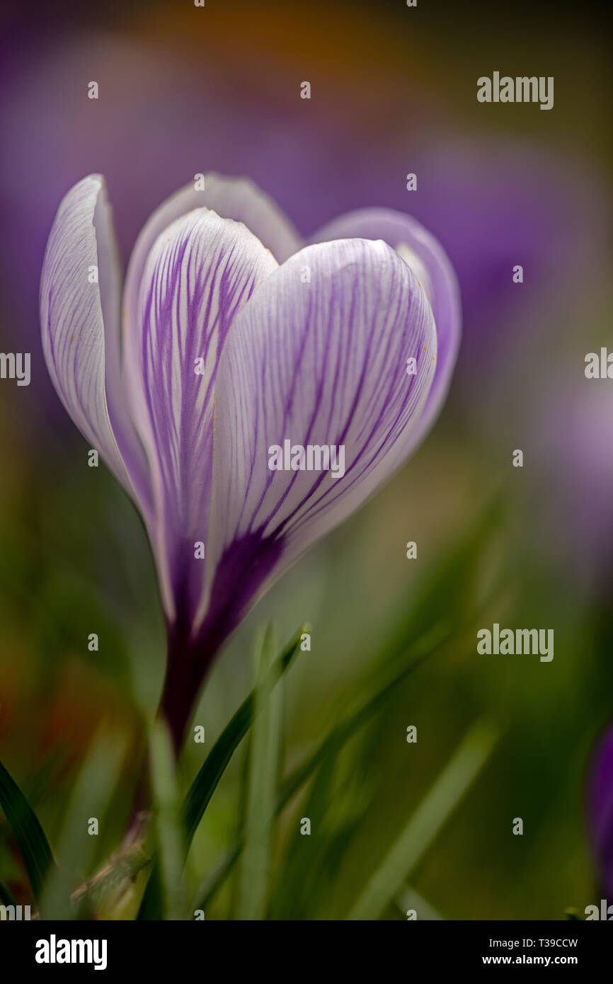 Blue purple striped flower hi-res stock photography and images - Alamy