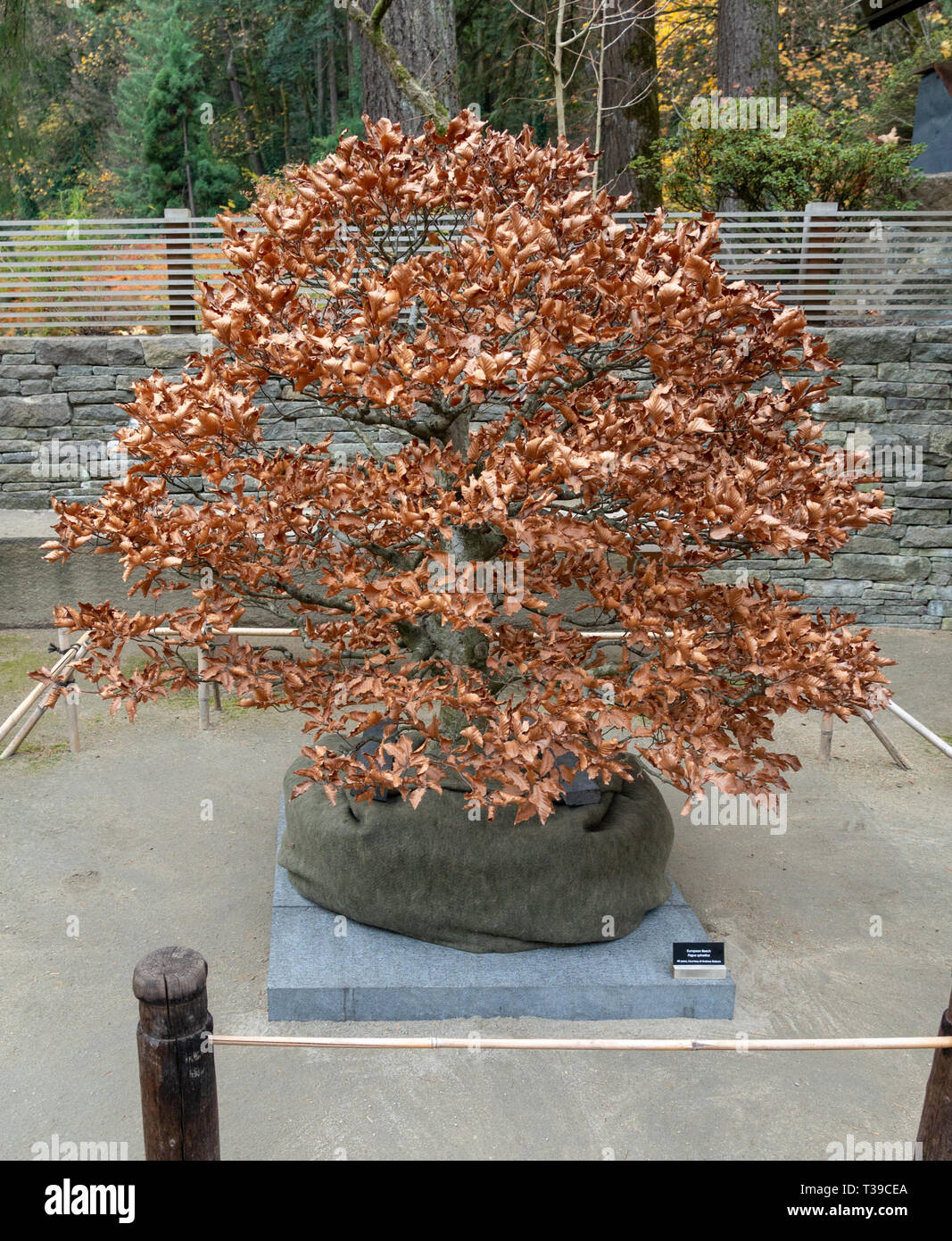 Portland, Oregon 20181120 Bonsai tree with dried leaves during