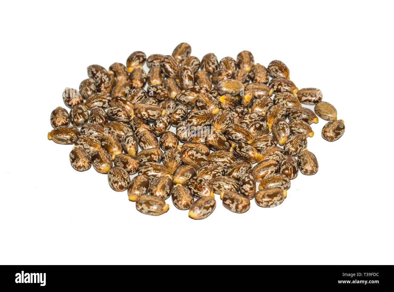 close up of castor oil beans,ricinus seeds on a white background. Stock Photo