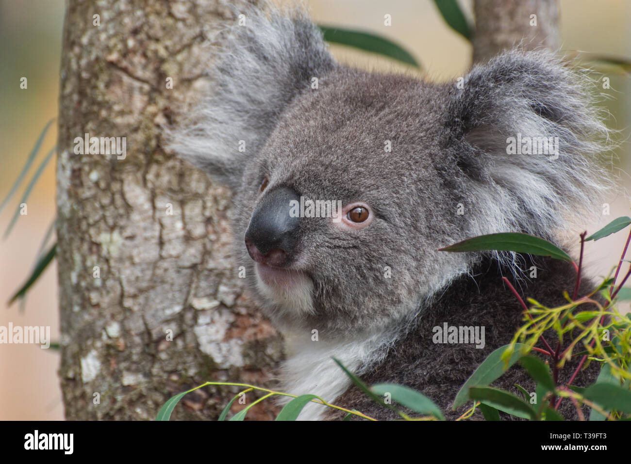 Koala / Phascolarctos cinereus in a tree Stock Photo