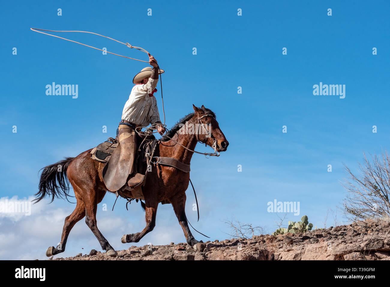 Working cowboy and horse in Arizona desert Stock Photo Alamy