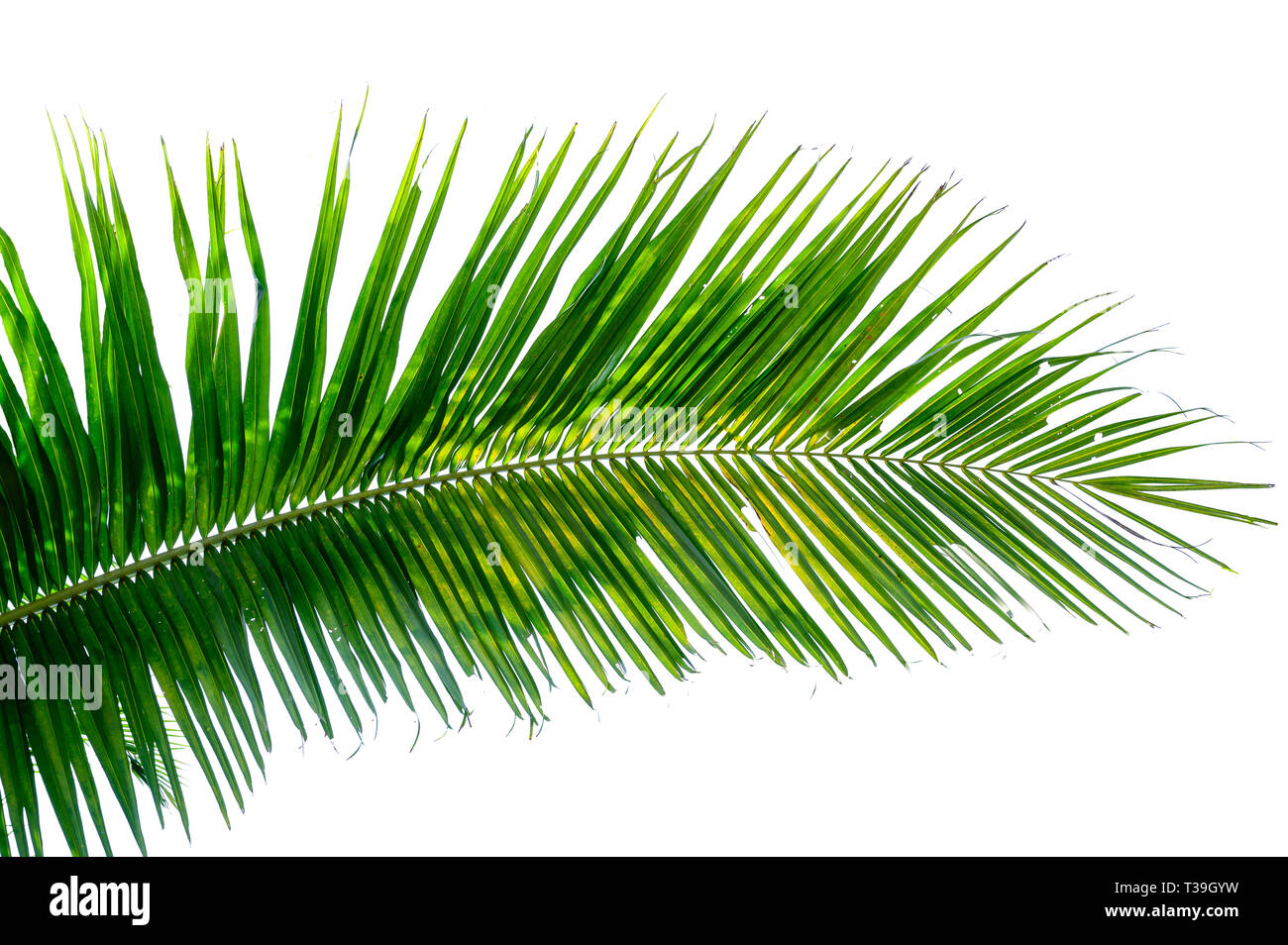 coconut leaves white background Stock Photo