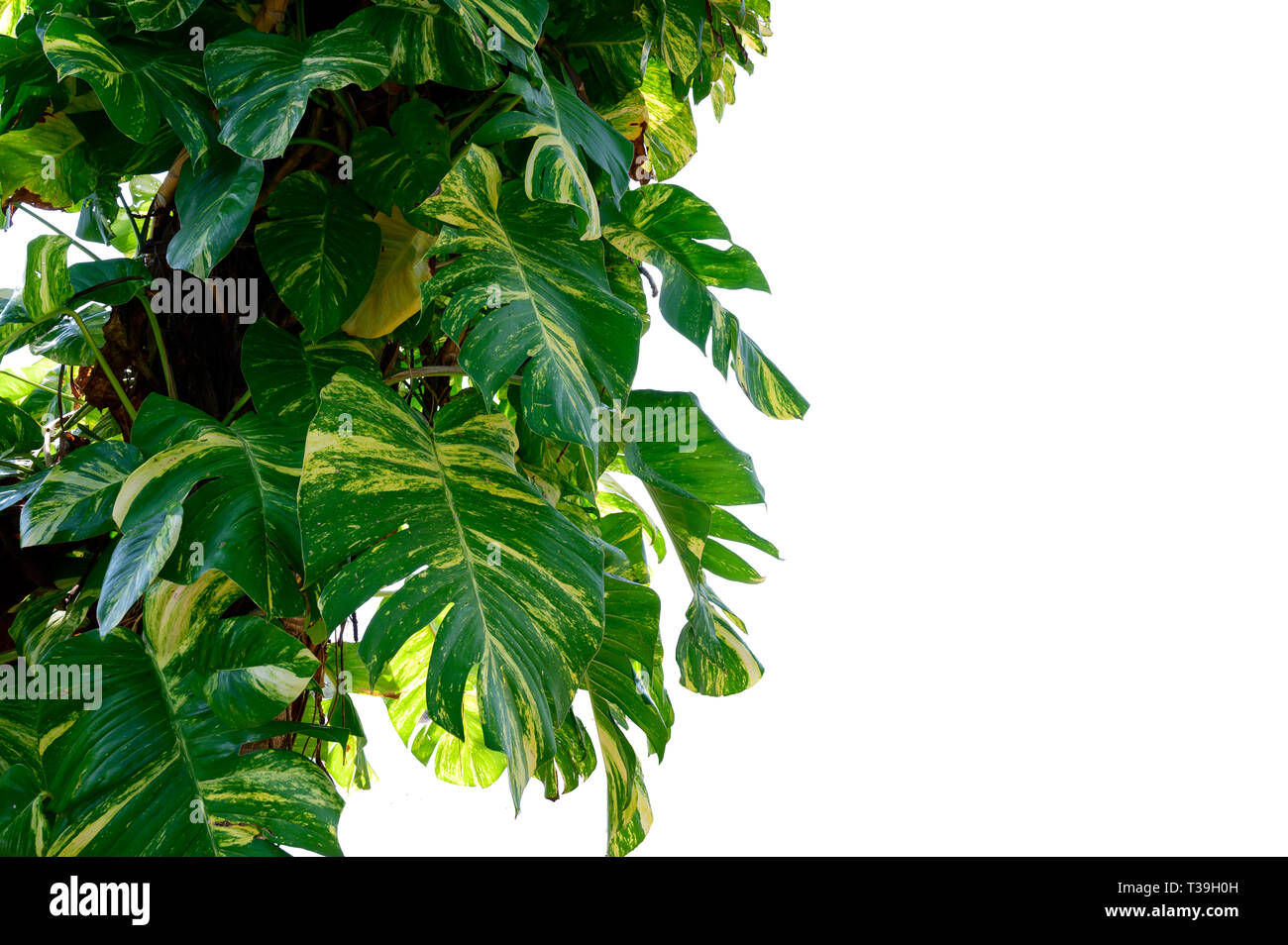 Golden pothos Isolate Betel leaf spotted white background Stock Photo