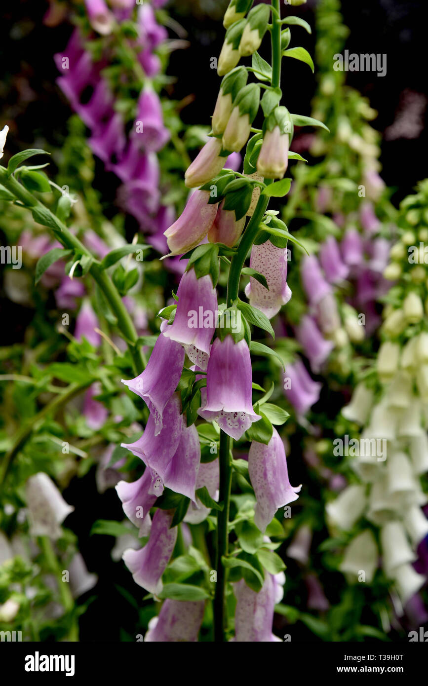 Foxgloves pictured a wildflower , the Latin name is Digitalis of the