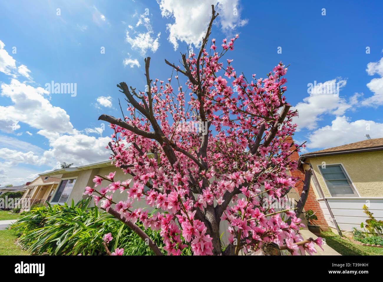 Close up shot cherry tree hi-res stock photography and images - Alamy