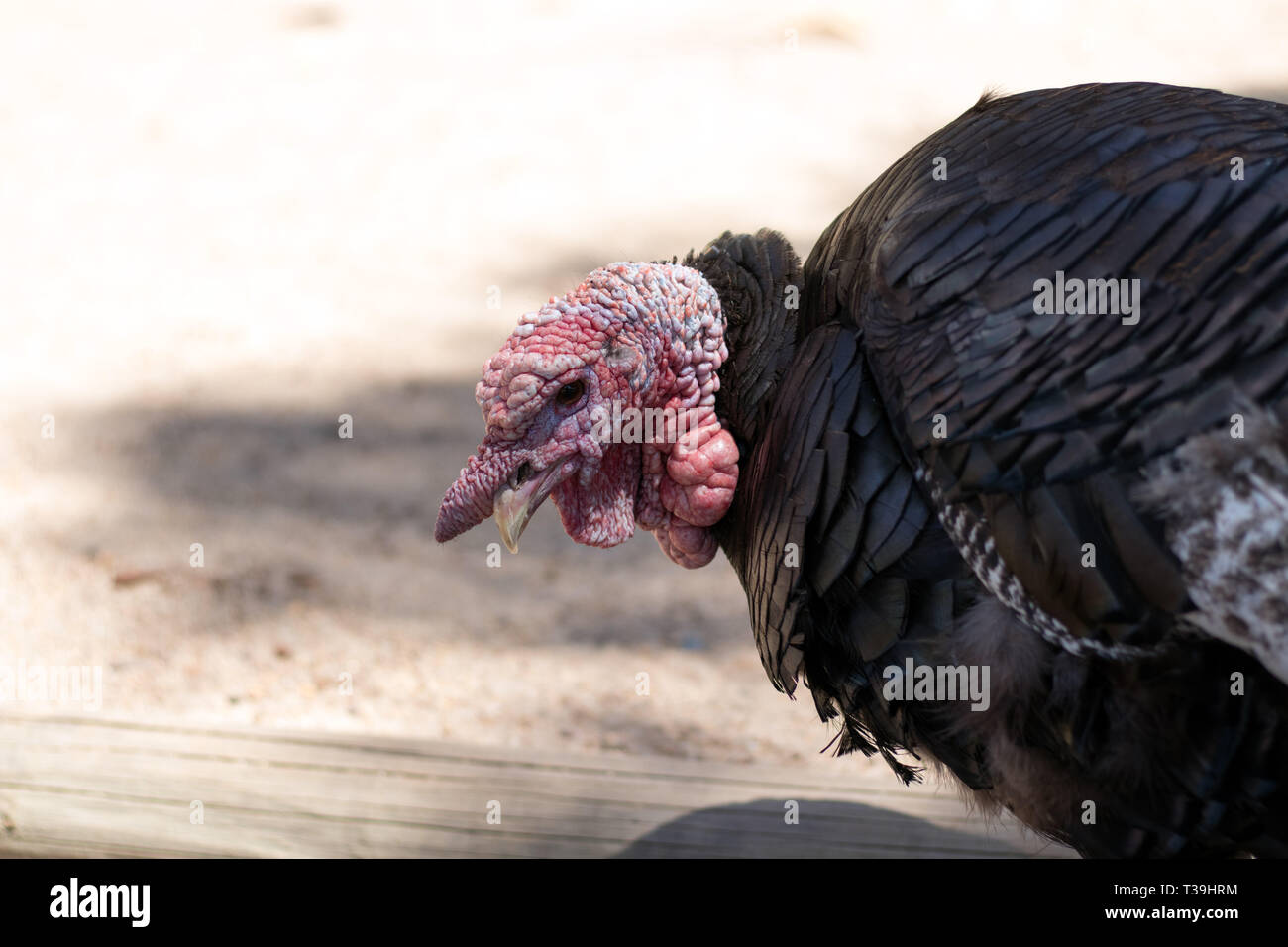 Head of a Turkey on a farm Stock Photo