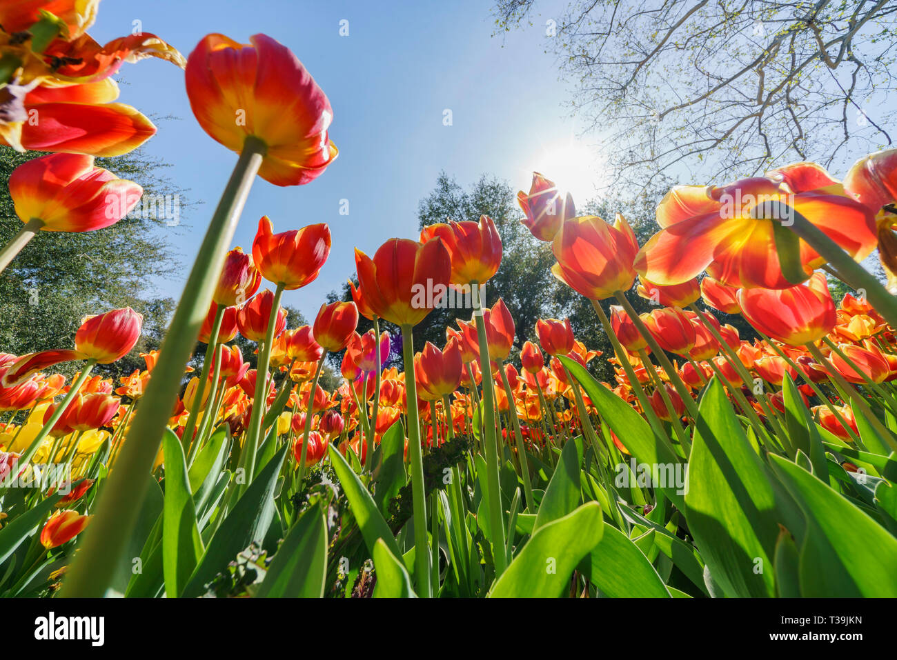 Beautiful tulips from a garden hires stock photography and images Alamy