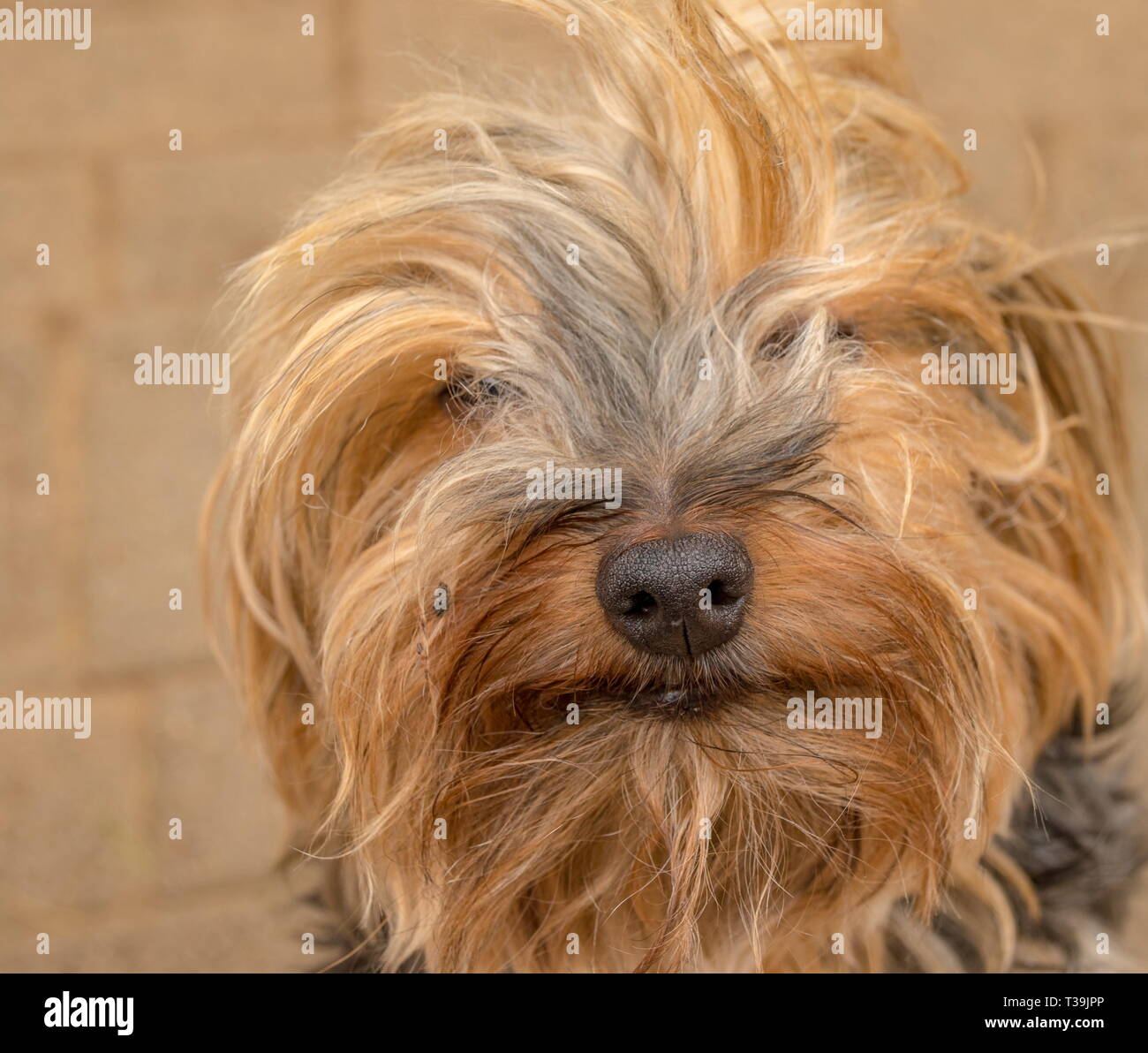 Yorkie Eyes Stock Photos Yorkie Eyes Stock Images Alamy