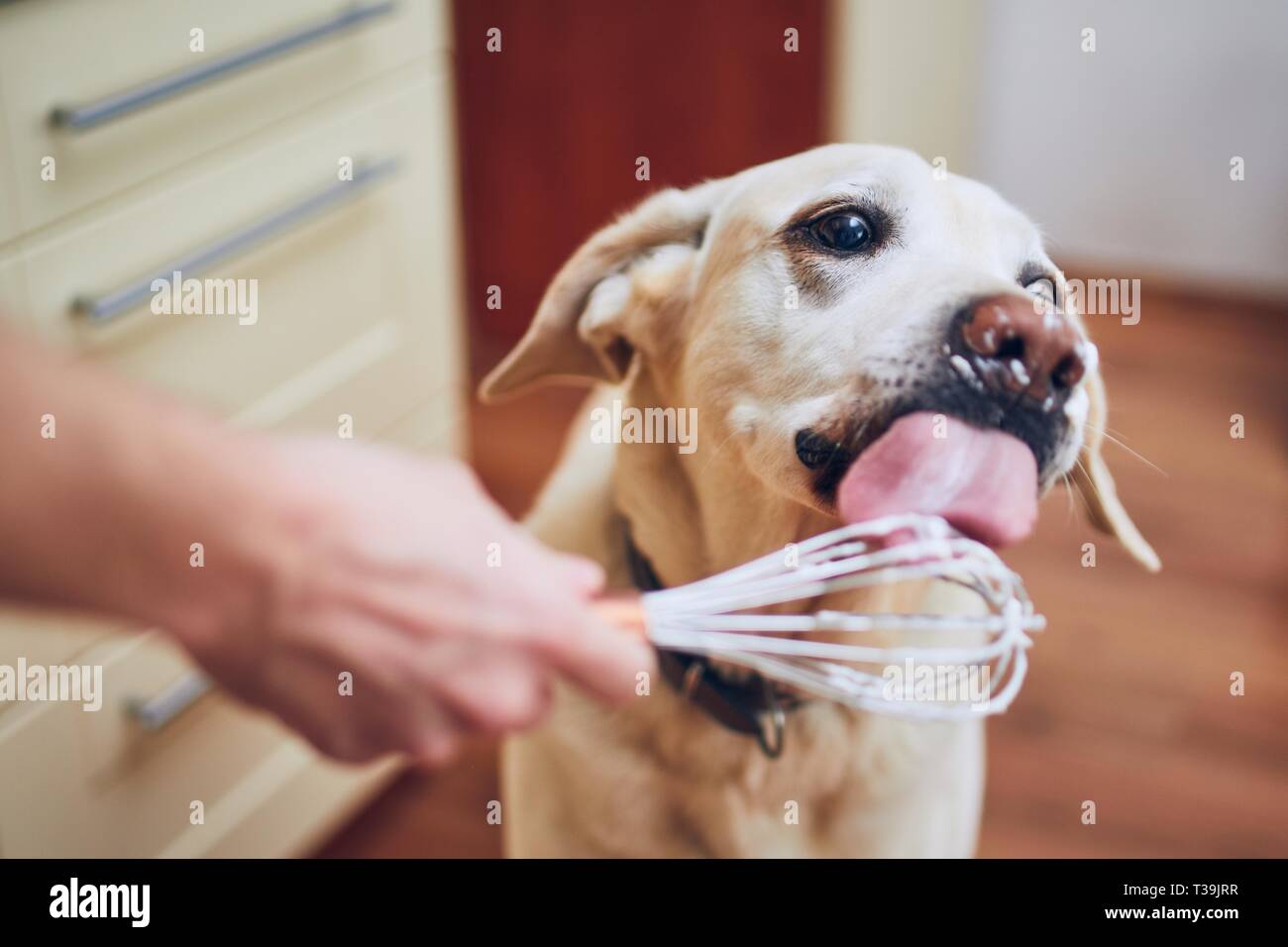 Dog with his owner in home kitchen. Labrador retriever licking whipped cream. Stock Photo