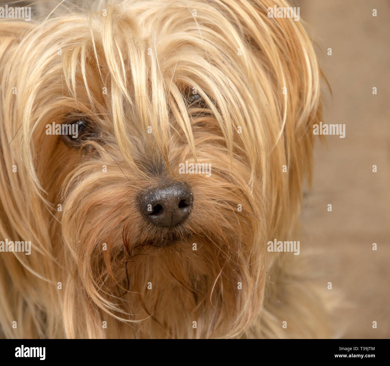 Yorkie Eyes Stock Photos Yorkie Eyes Stock Images Alamy