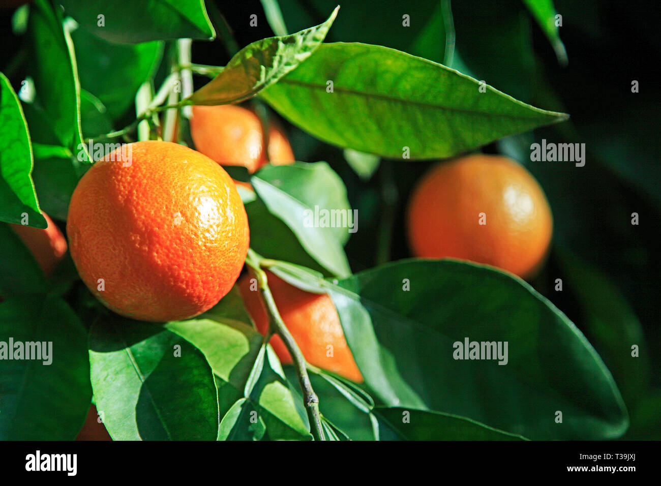 Oranges on a tree Stock Photo