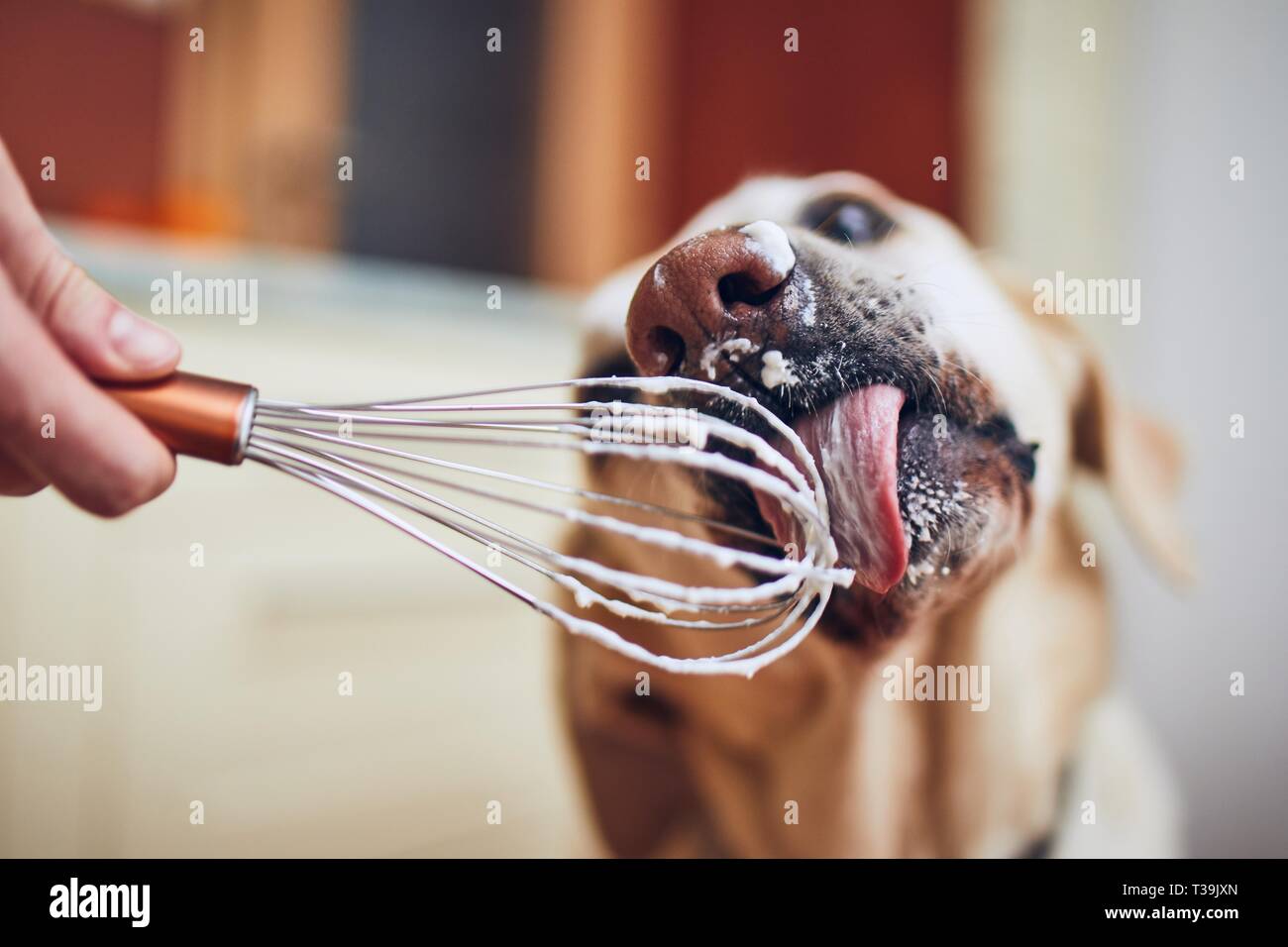 Dog with his owner in home kitchen. Labrador retriever licking whipped cream. Stock Photo