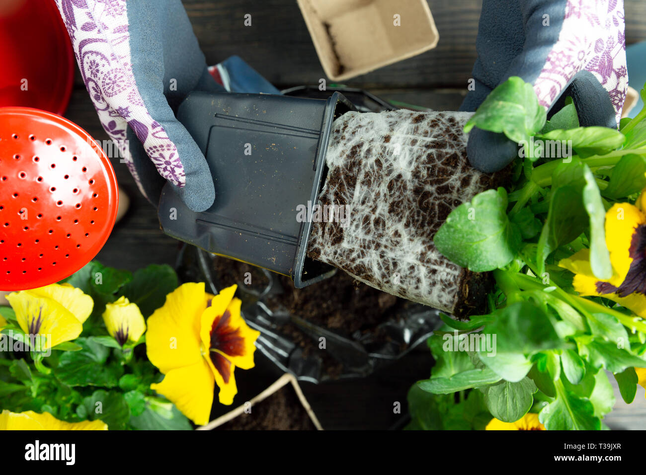 Gardener woman taking pansy plant out of plastic pot to plant it into the garden. Planting spring pansy flower in garden. Gardening concept Stock Photo