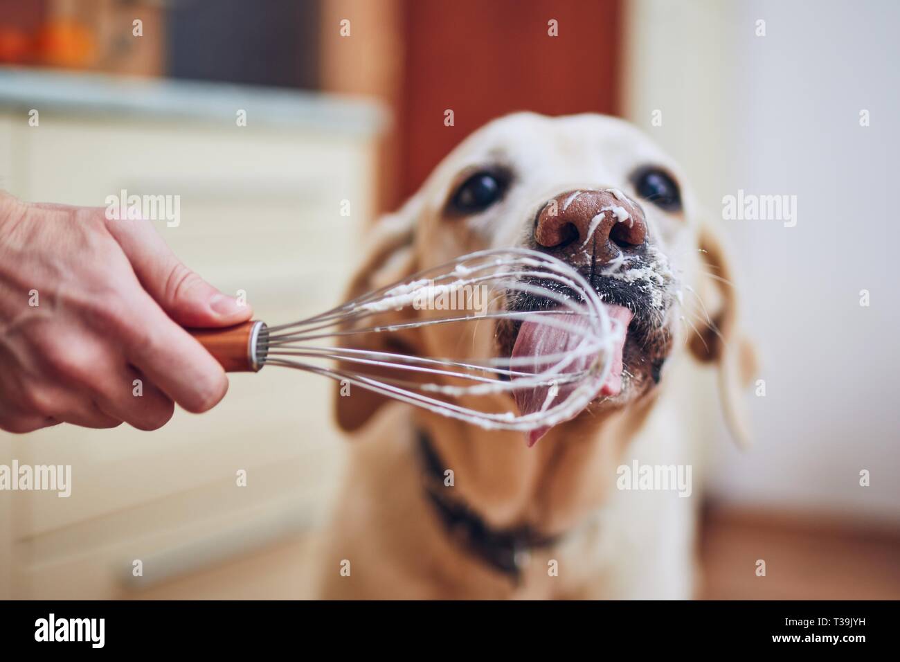 Dog with his owner in home kitchen. Labrador retriever licking whipped cream. Stock Photo