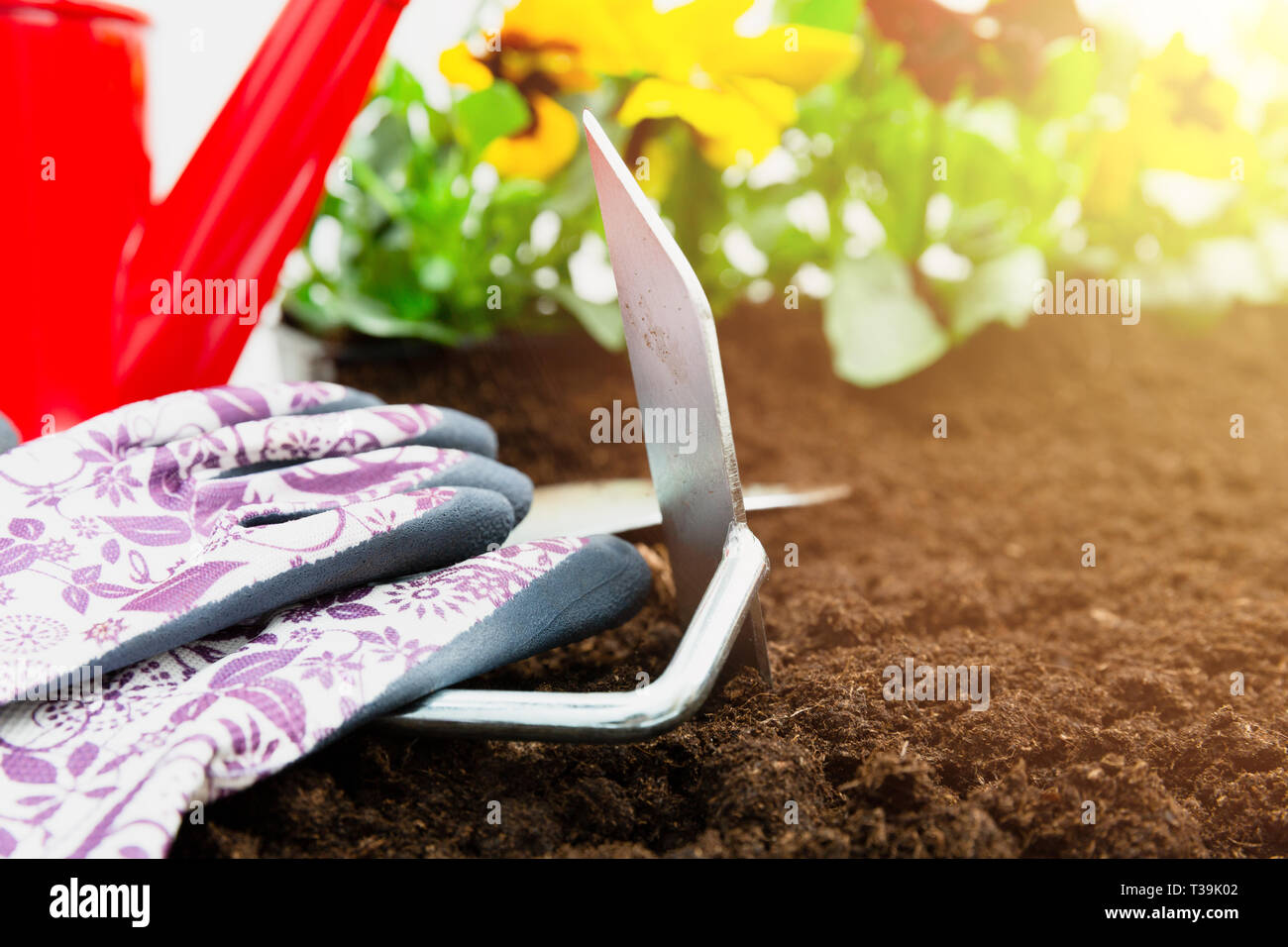 Gardening tools on soil background. Planting spring pansy flower in garden. Spring garden work concept Stock Photo