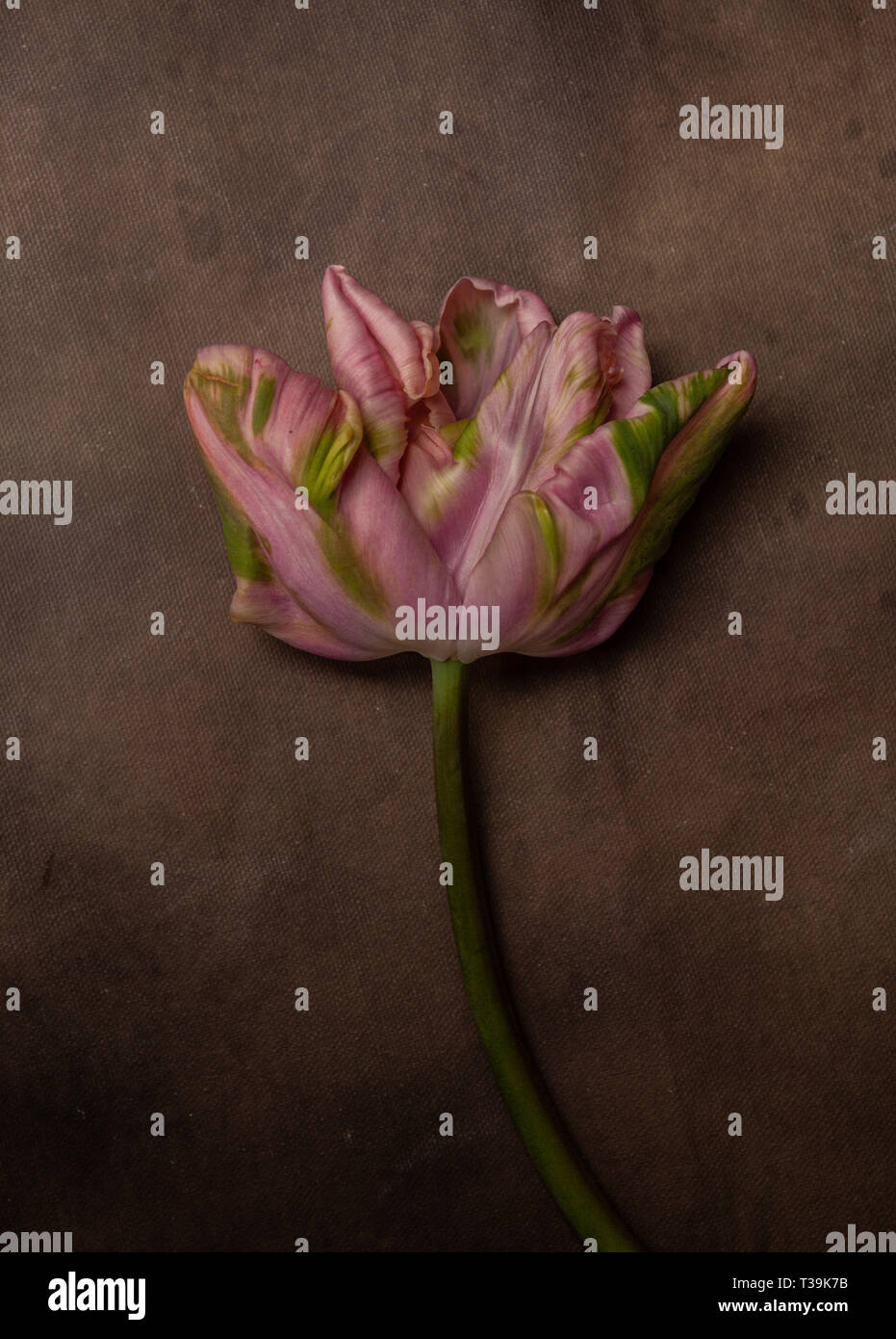 Art flower hi-res stock photography and images - Alamy