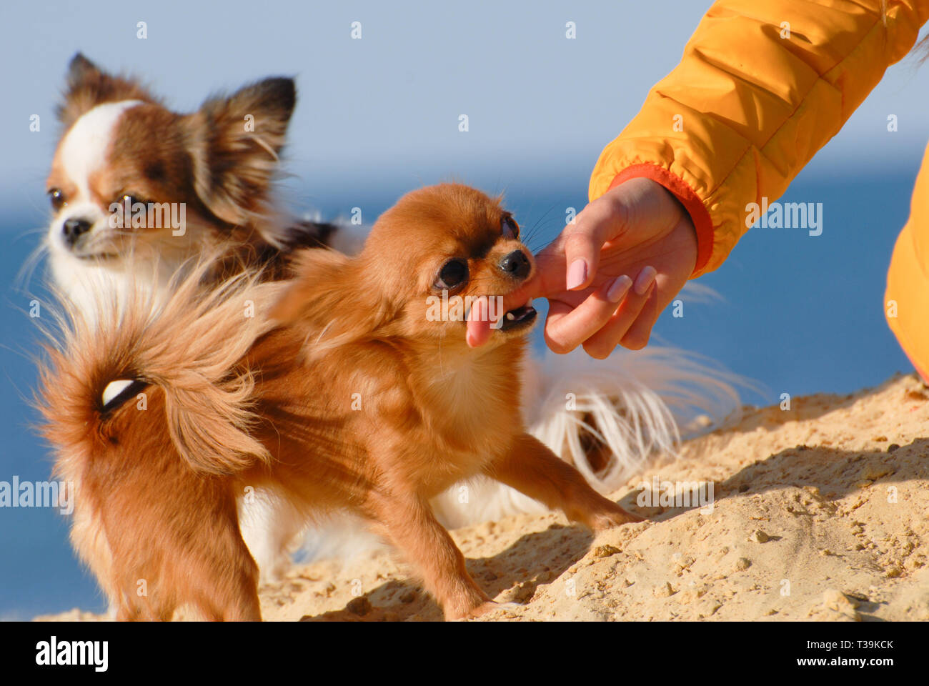 Funny Angry Little Dogs Chihuahua Biting Her Female Owner Girl Finger On Yellow Sand Stock Photo Alamy
