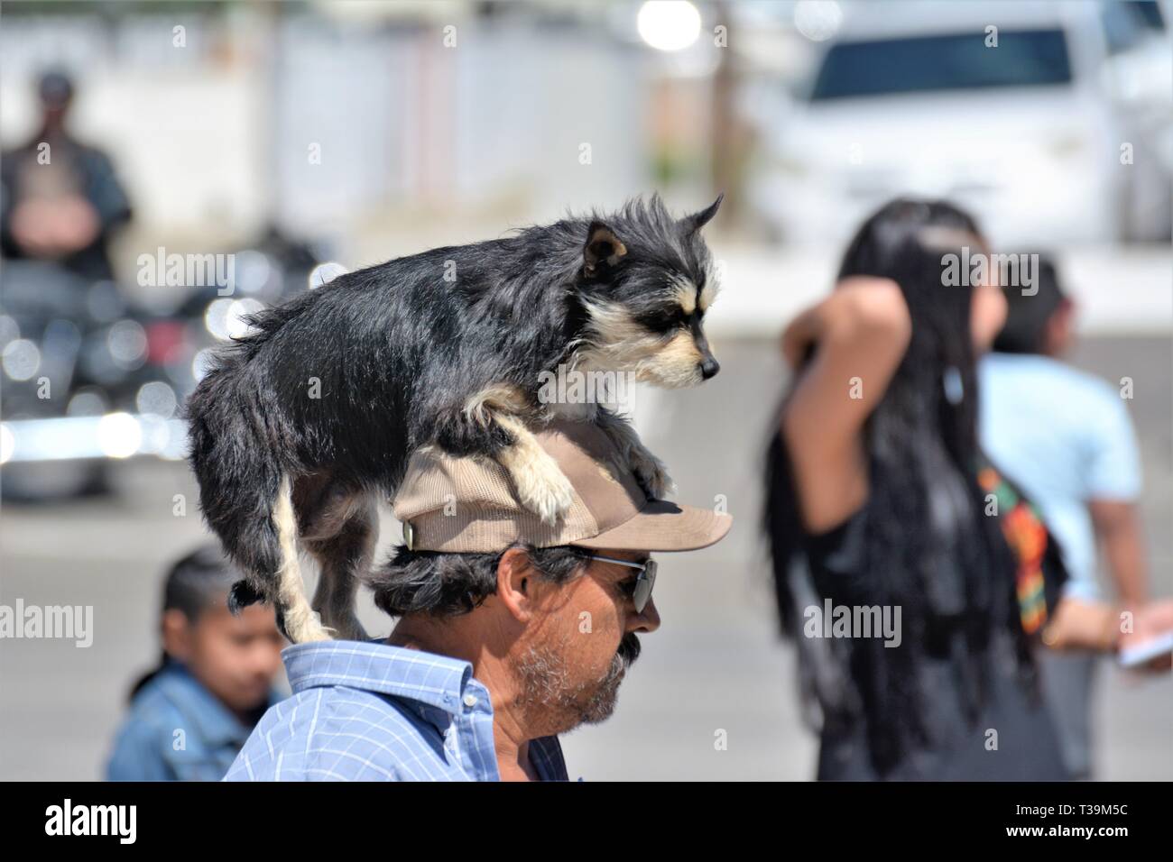 Hispanic adult Mexican with his real dog ridding on his had in public taking a daily walk together at summer fair in Santa Maria California USA Stock Photo