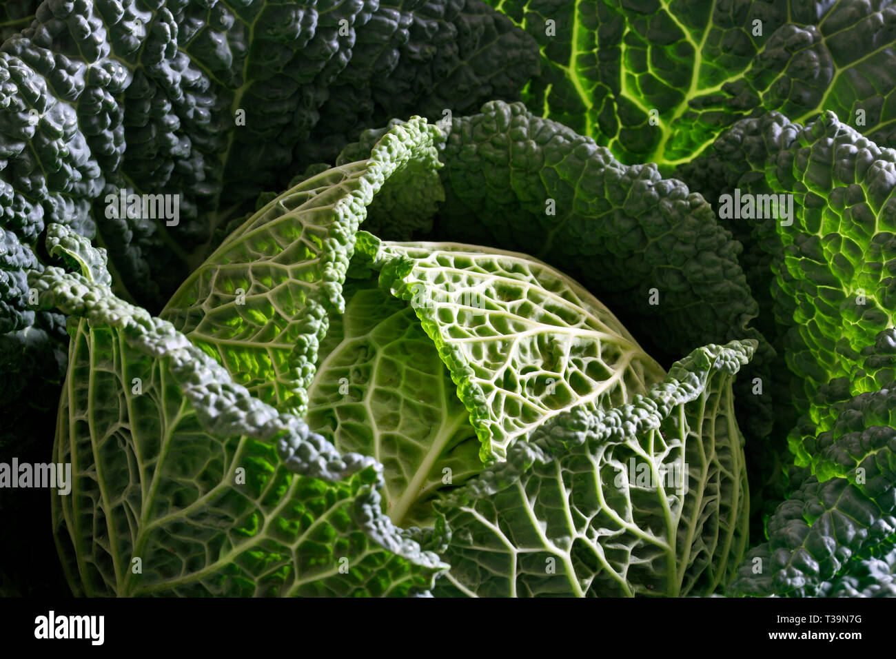 An organic Savoy cabbage. Very green and very good for you. Stock Photo