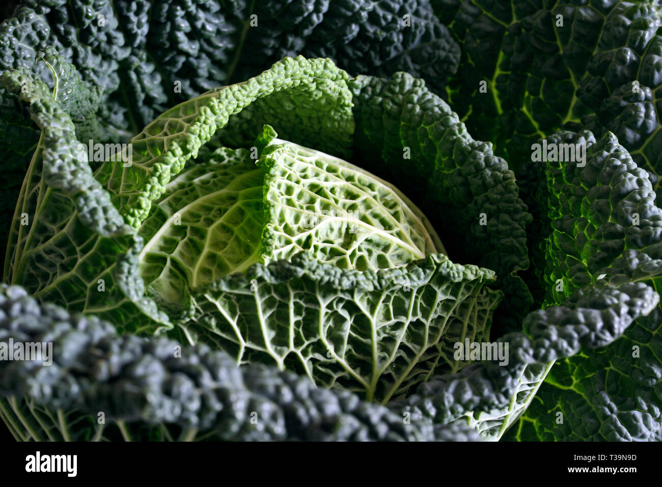 An organic Savoy cabbage. Very green and very good for you. Stock Photo