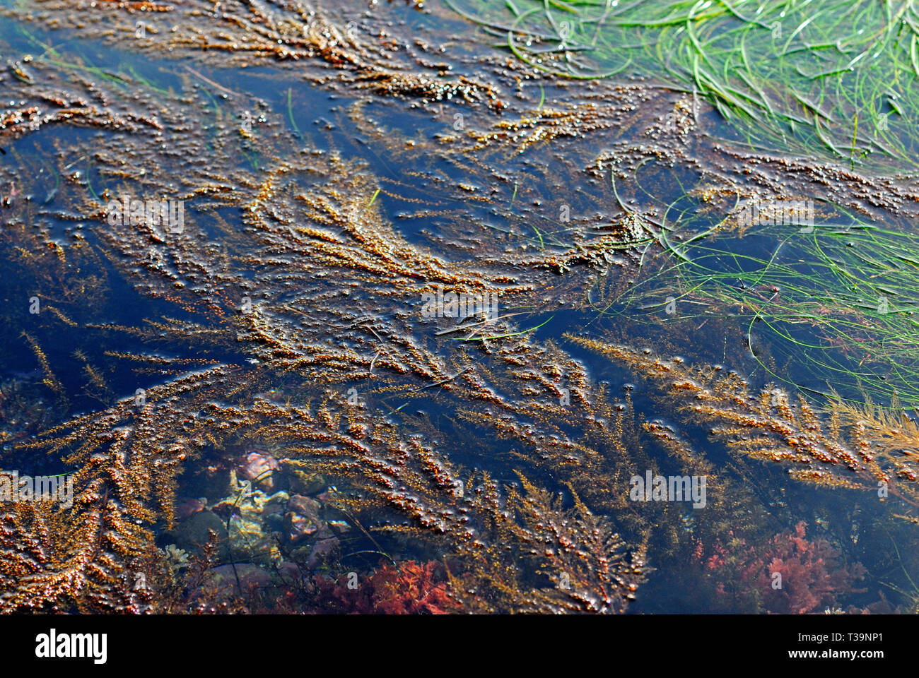 Oceans Turf Example Kelp and sea grass at the ocean's surface as the tides and currents ...